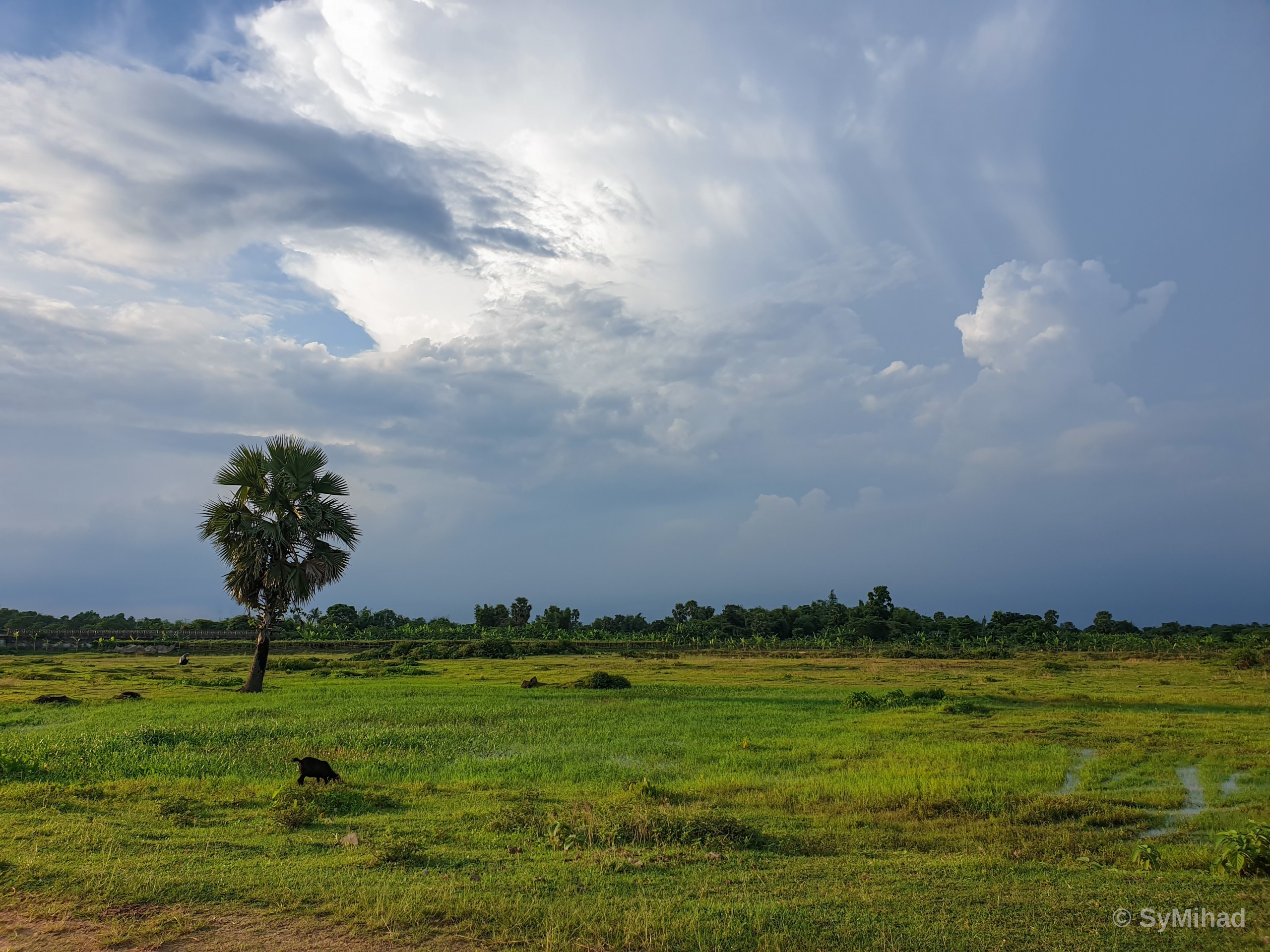 The Lone Palm Before the Storm