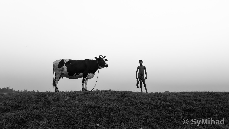 The Boy and the Cow