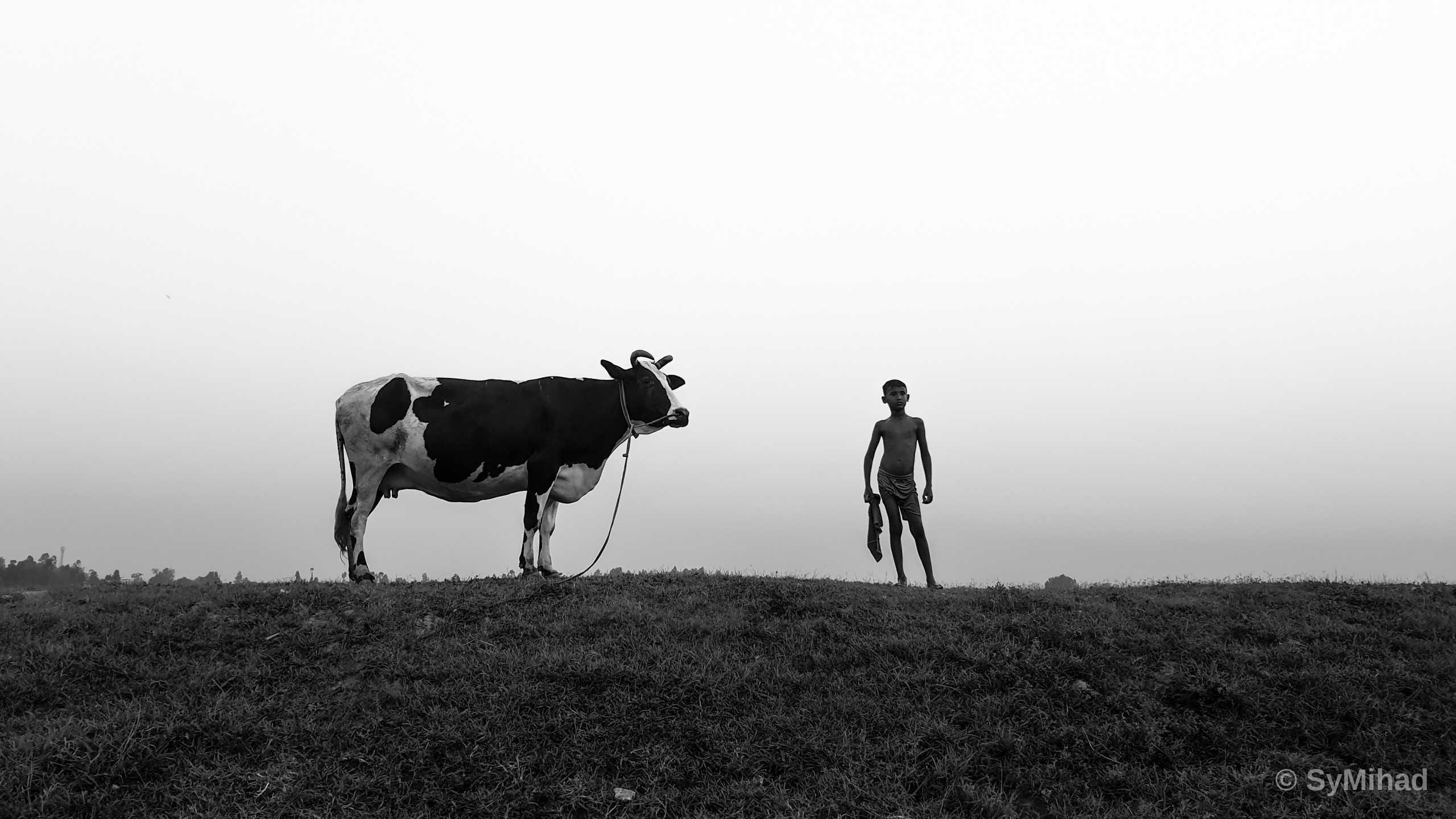 The Boy and the Cow