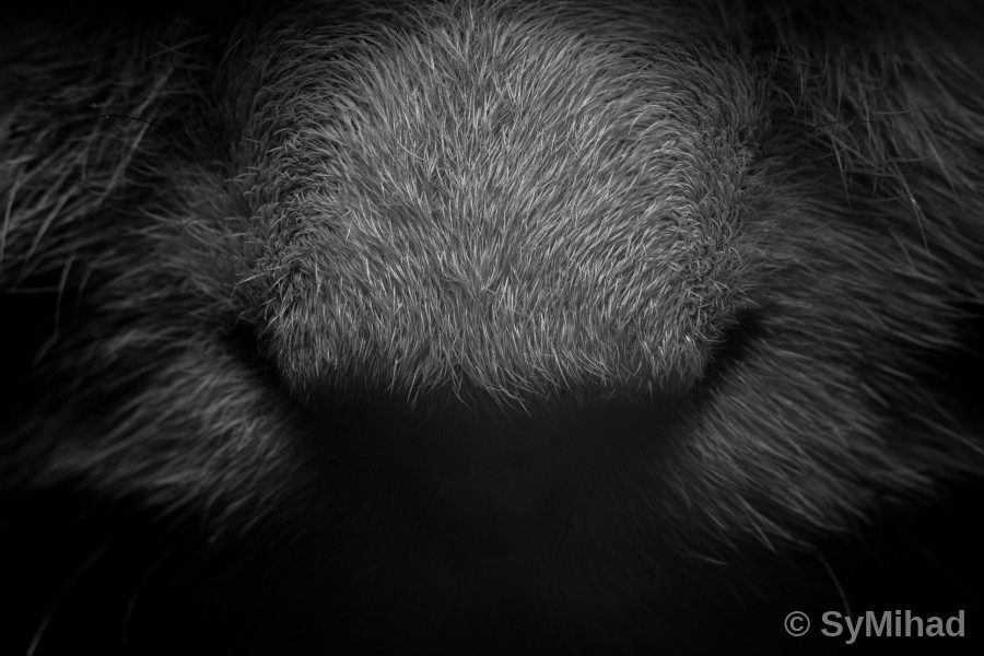 Texture in Grey (fur study)