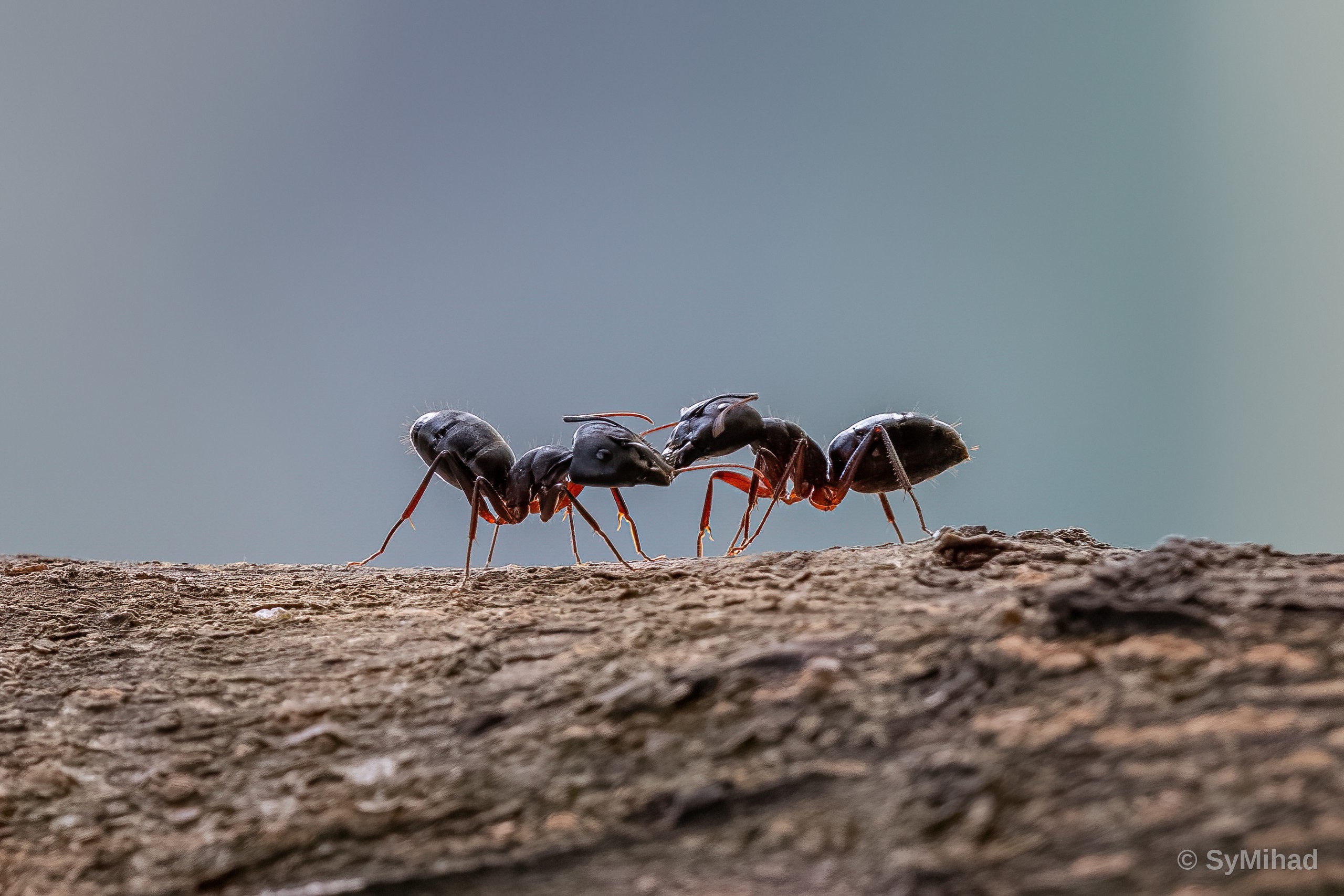 Two Ants, One Log