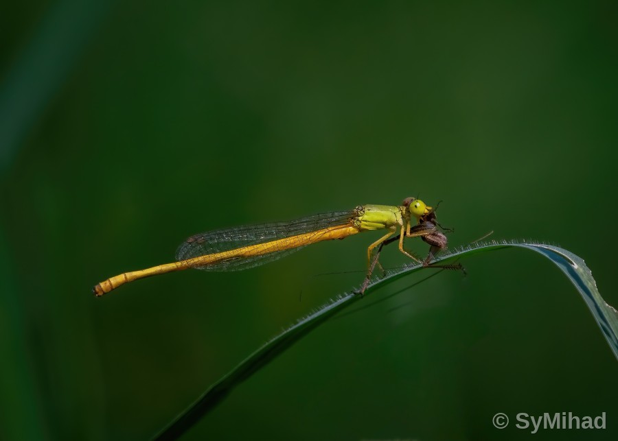 Damselfly's Meal