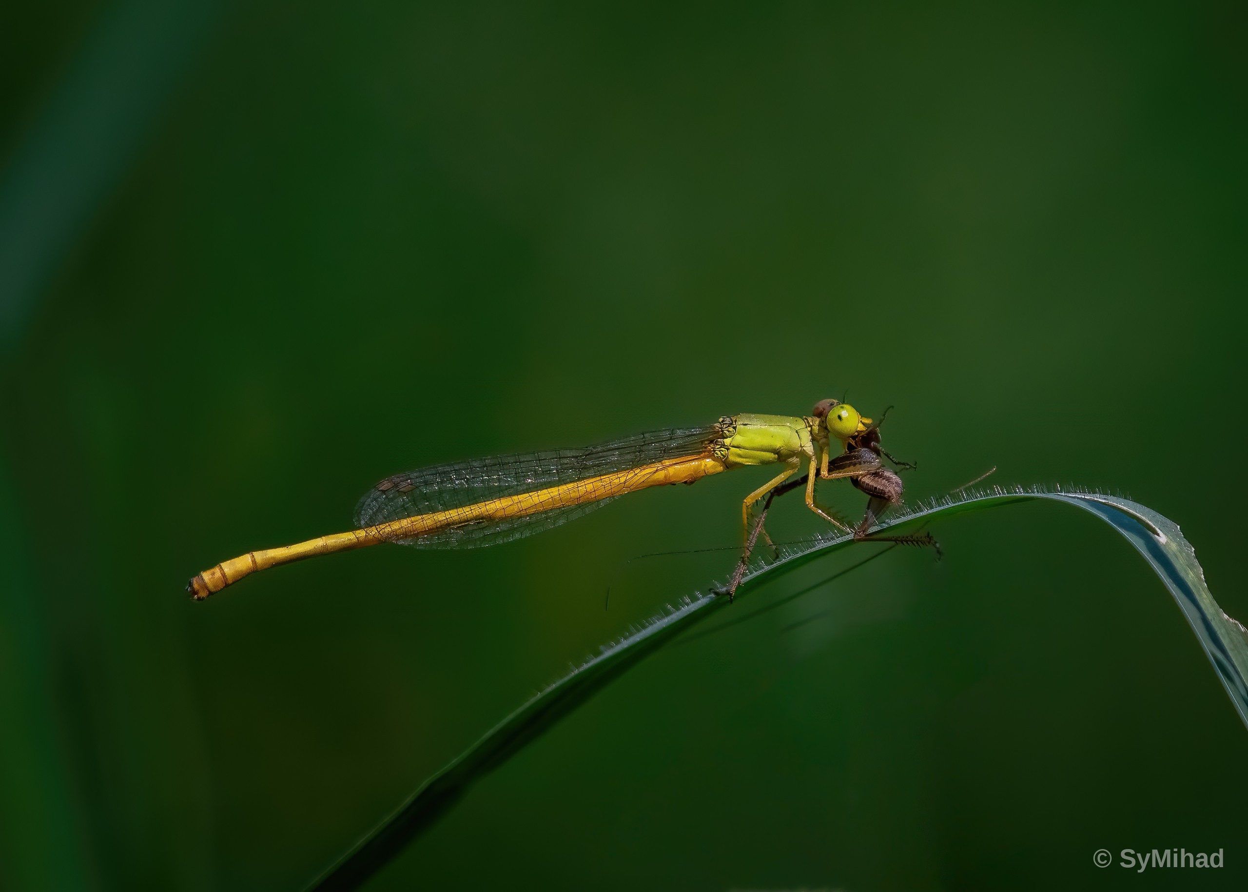Damselfly's Meal