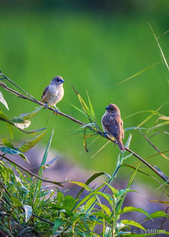 Munia Pair
