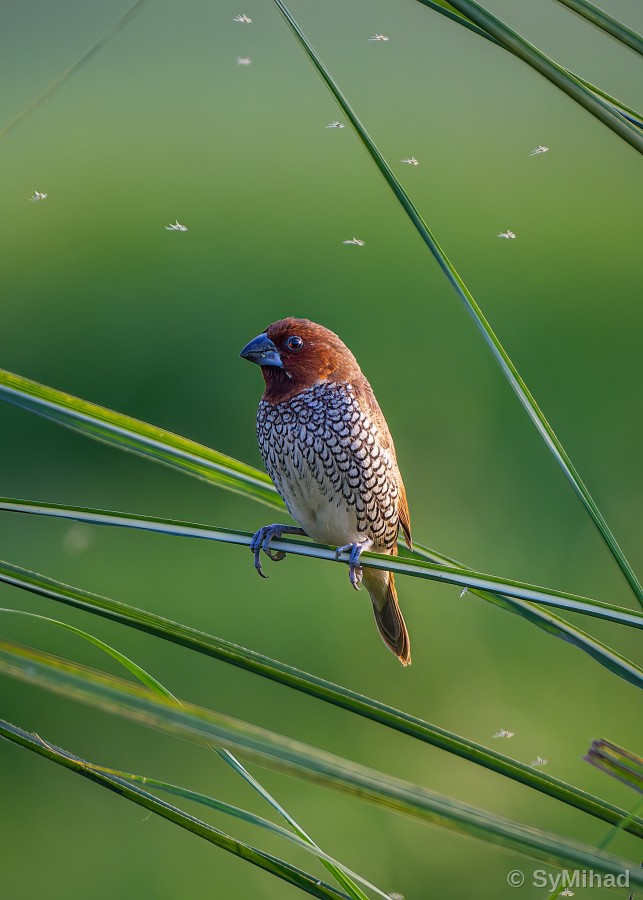 Munia Among the Midges