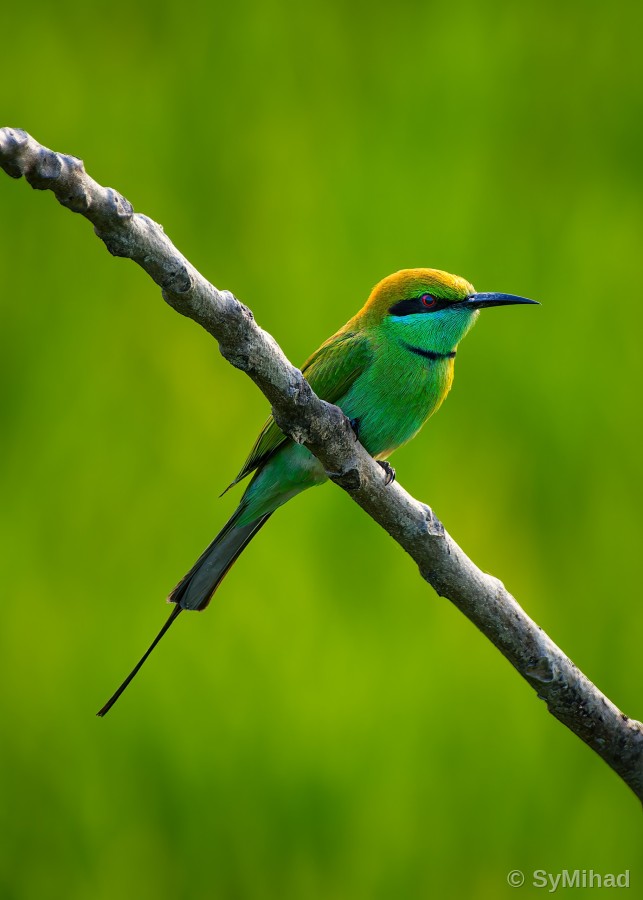 Green Bee-eater on the Diagonal