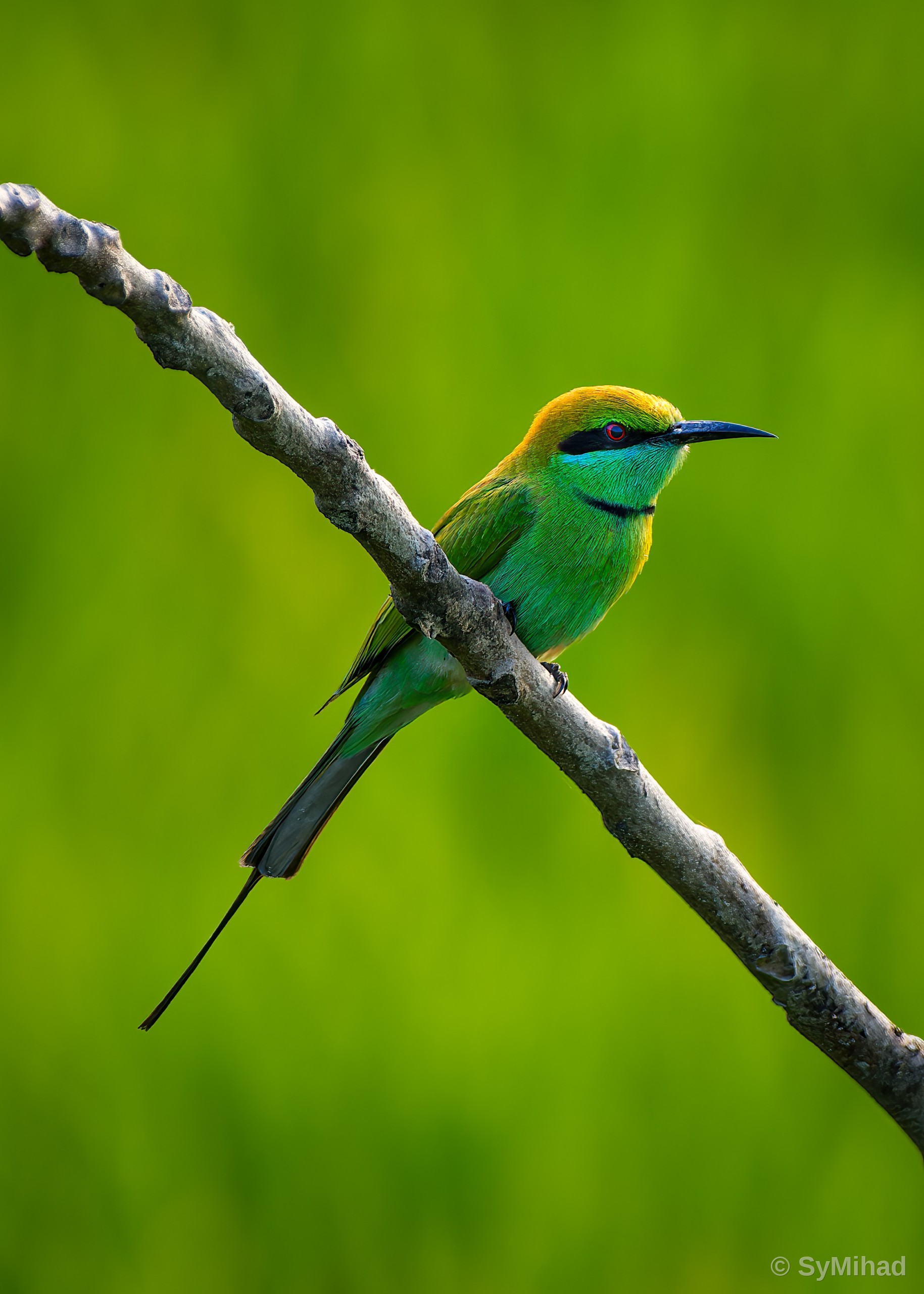 Green Bee-eater on the Diagonal