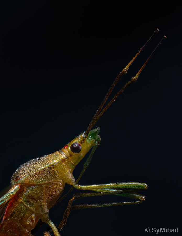 Katydid Up Close