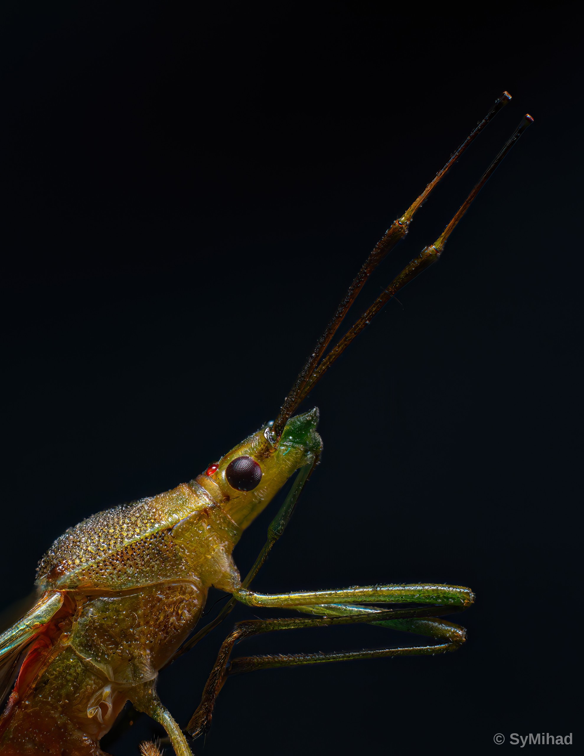 Katydid Up Close