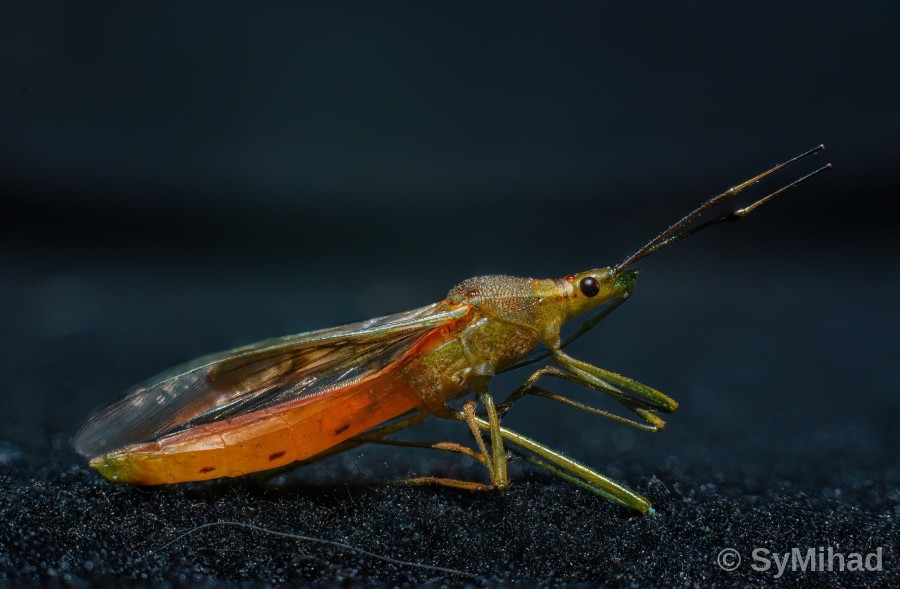 Bug in Amber Light