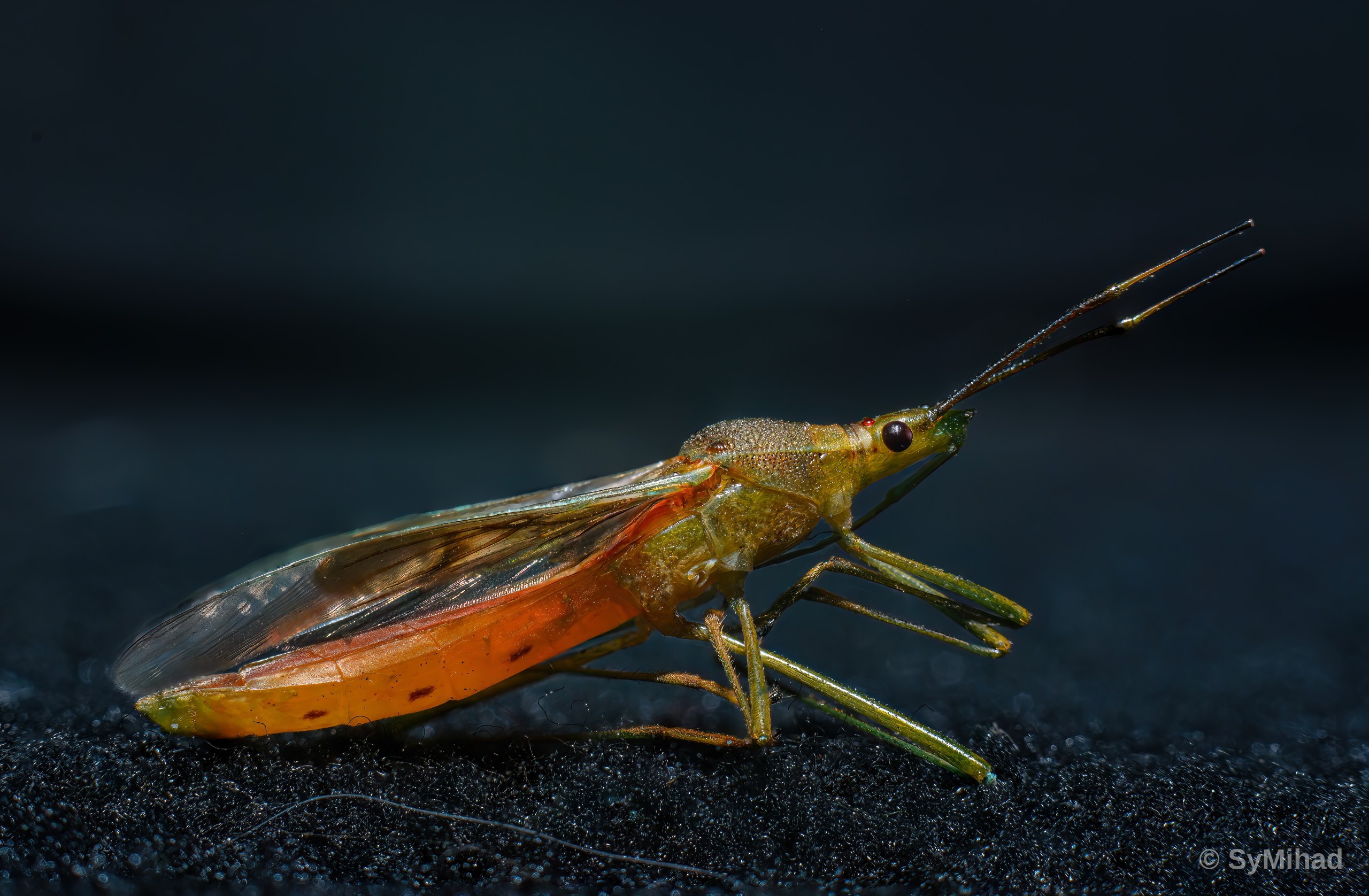 Bug in Amber Light