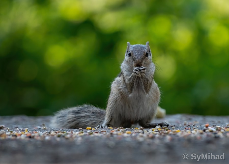 Squirrel's Snack