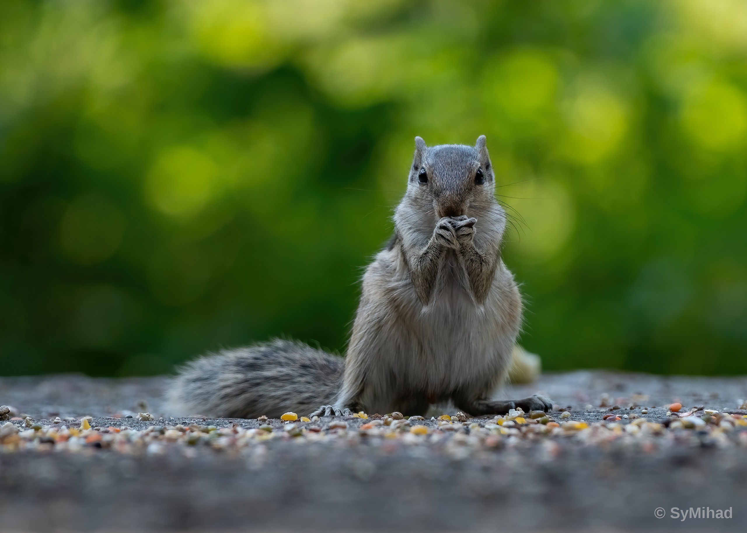 Squirrel's Snack