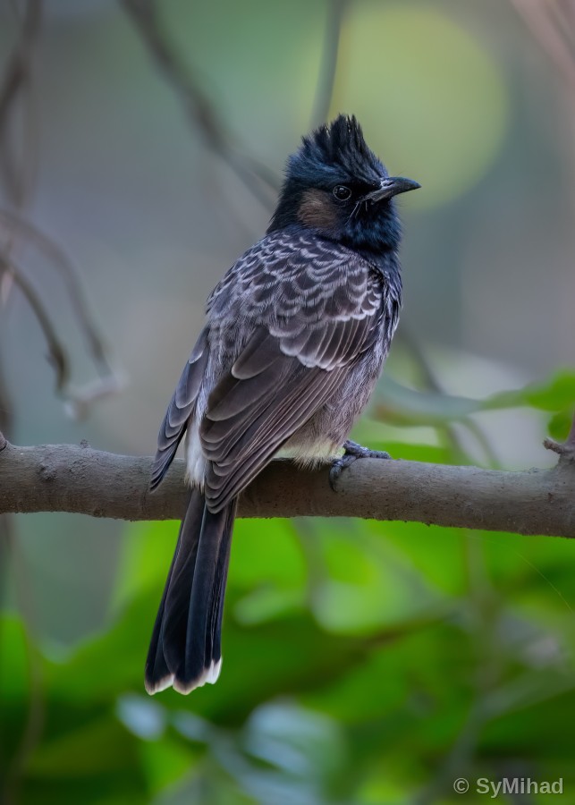 The Bulbul's Crest
