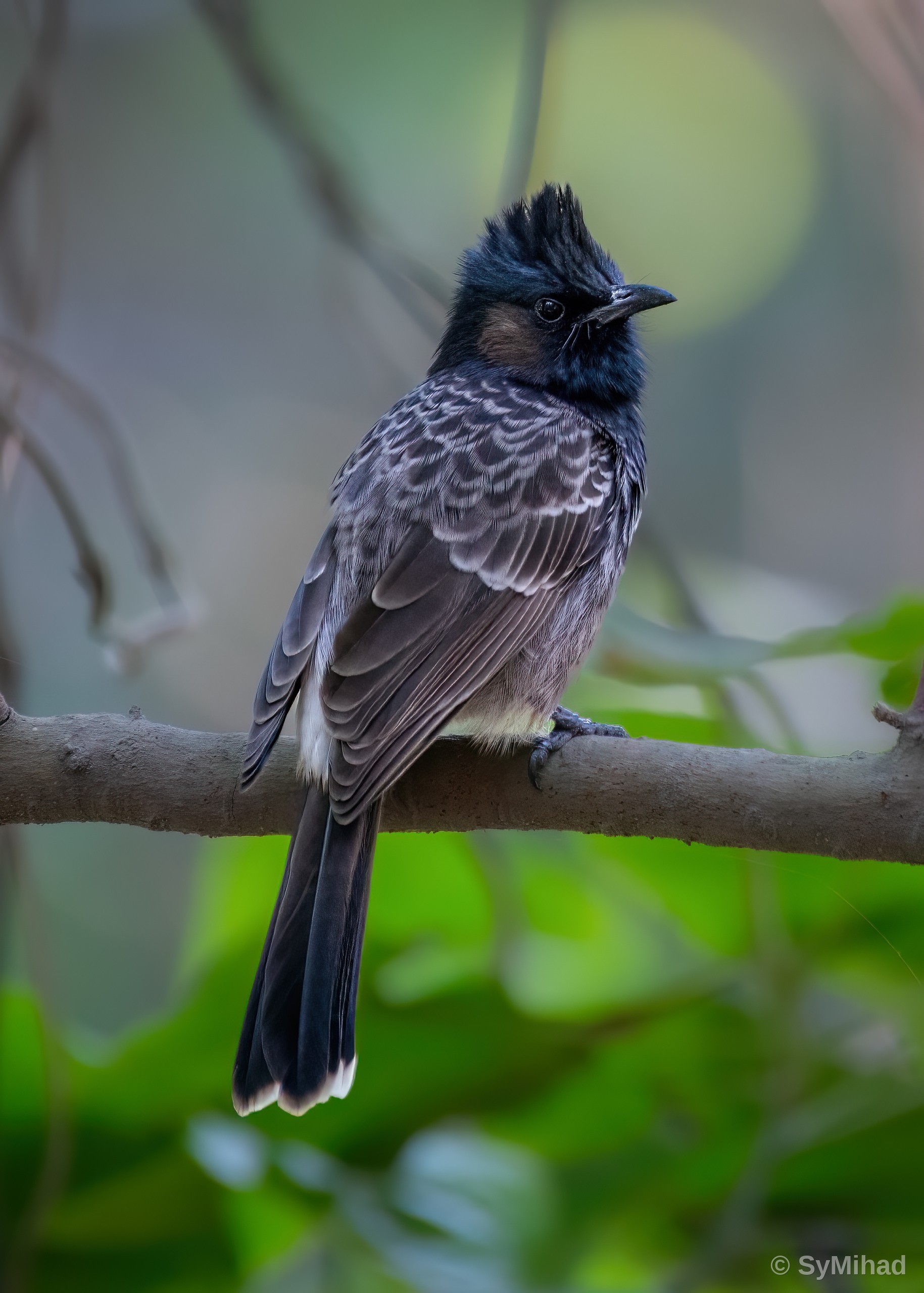 The Bulbul's Crest