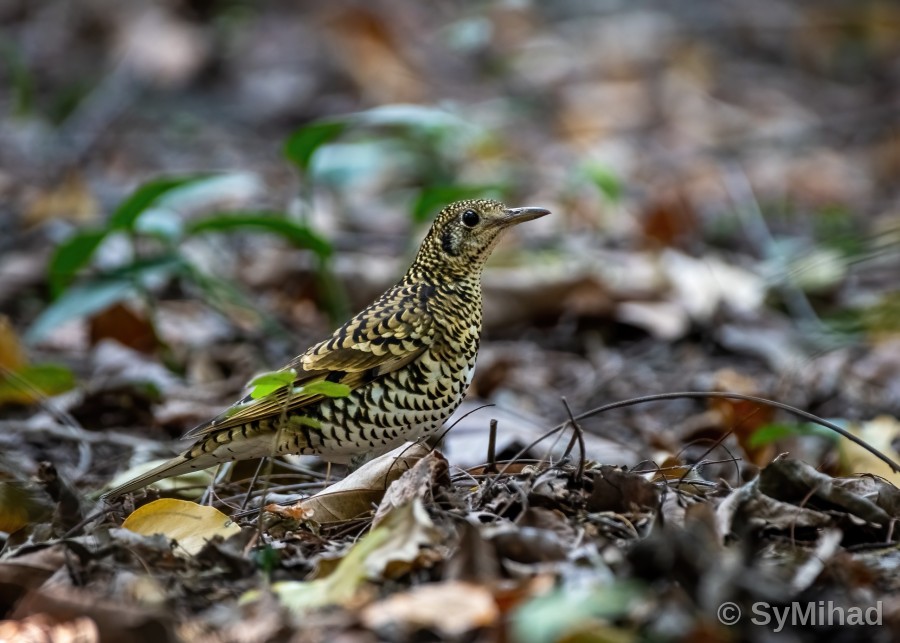 The Scaly Thrush