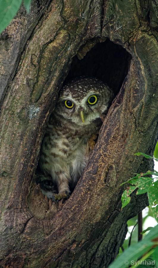 Owlet in the Hollow