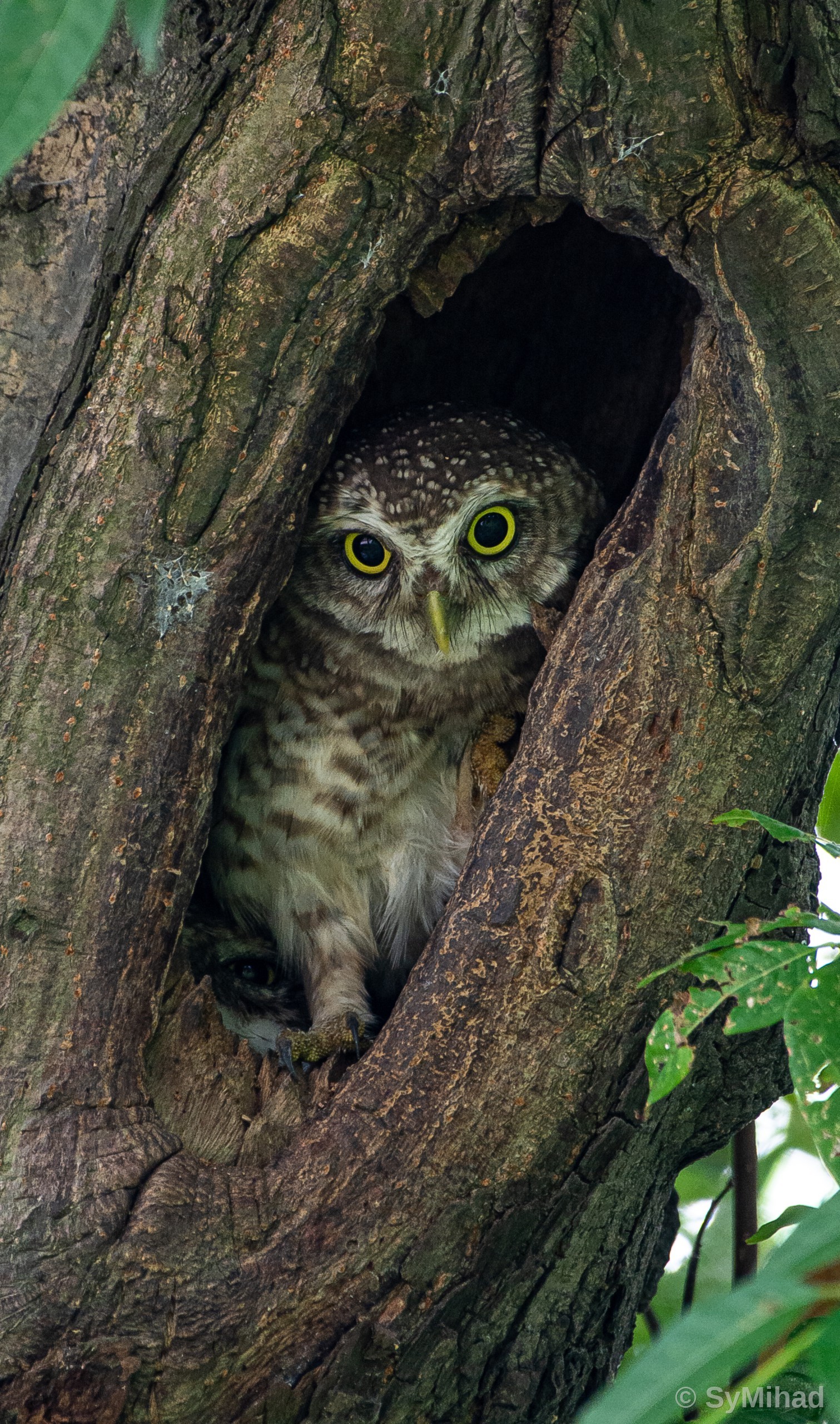 Owlet in the Hollow