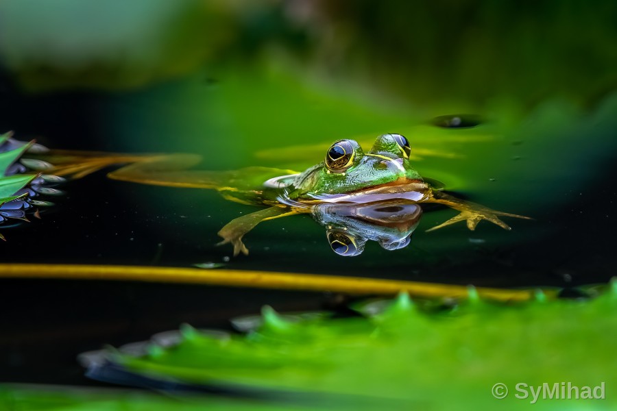 Eyes on the Water