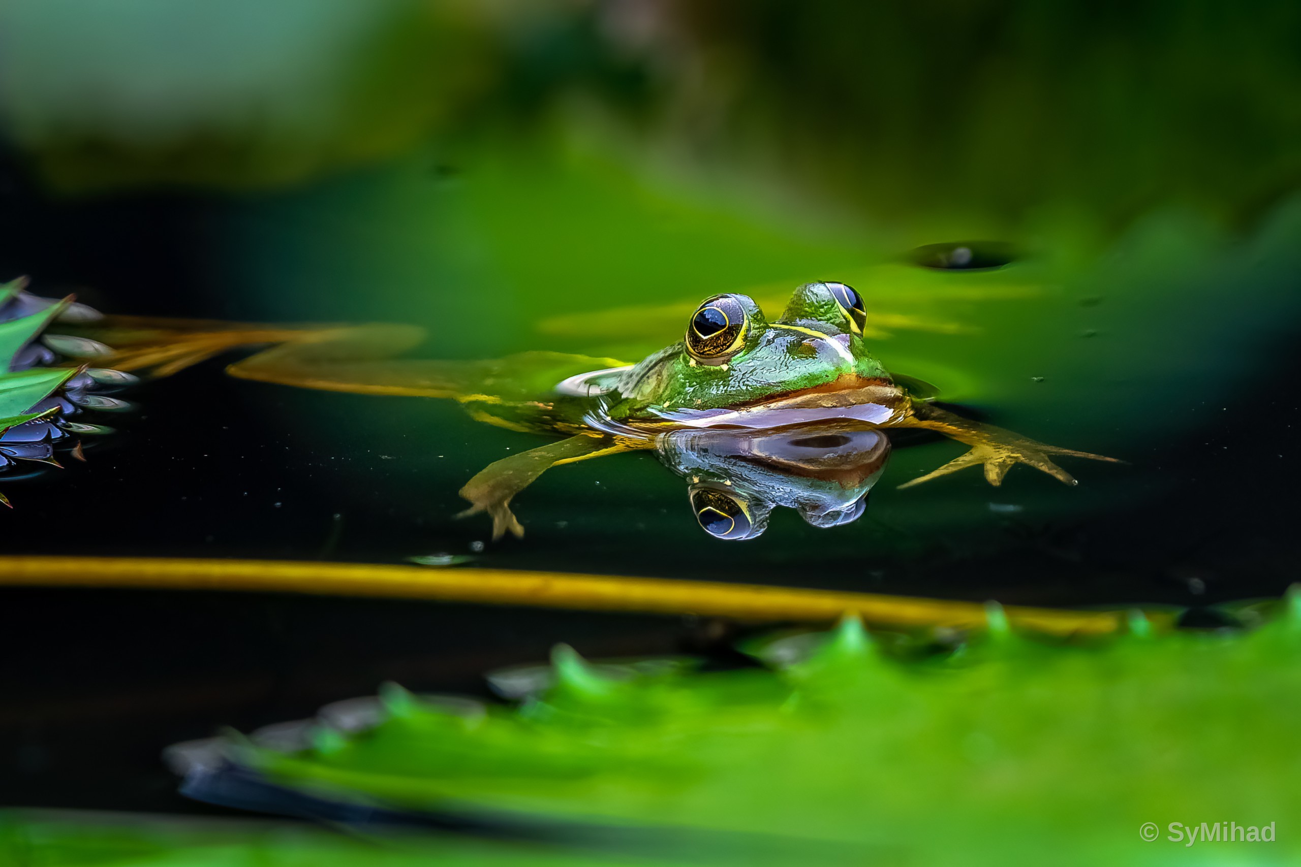 Eyes on the Water