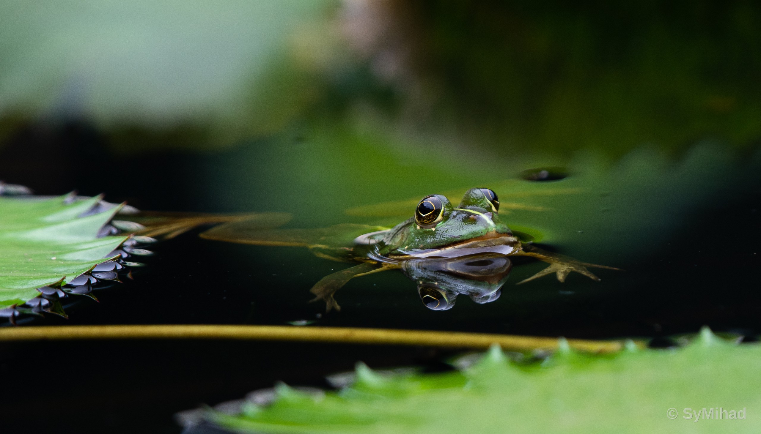 Eyes on the Water (alternate)