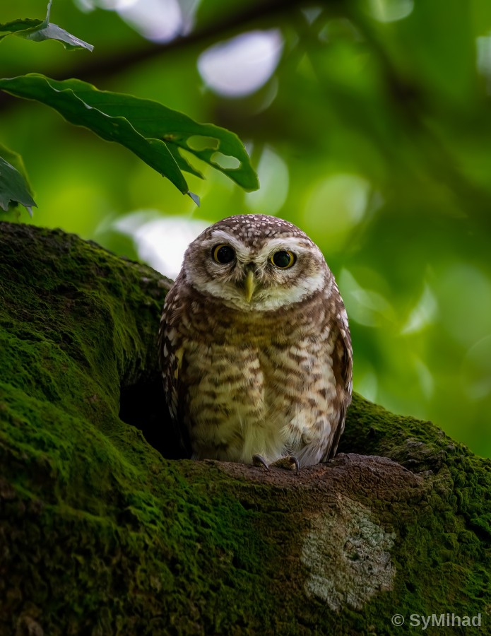 Owlet on the Mossy Branch