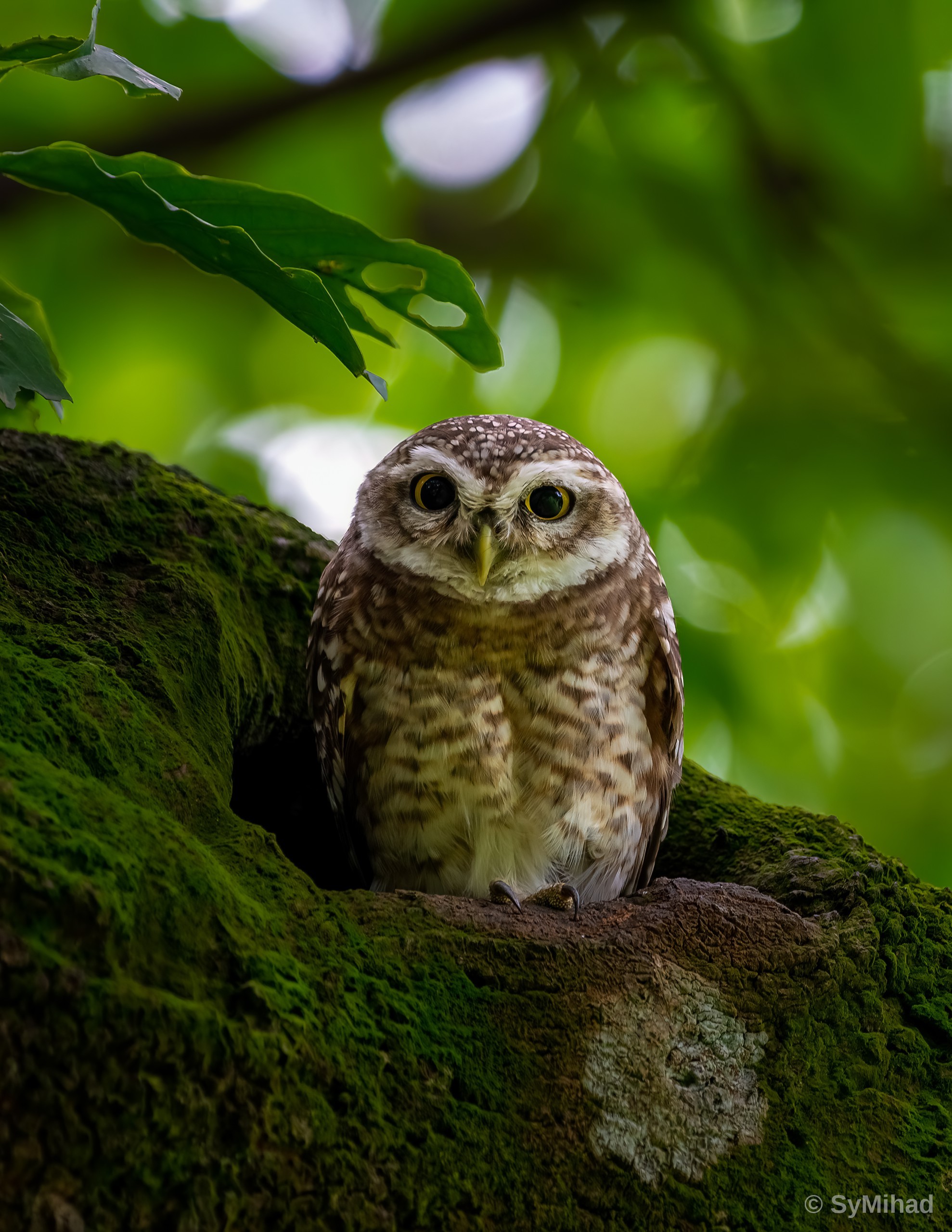 Owlet on the Mossy Branch