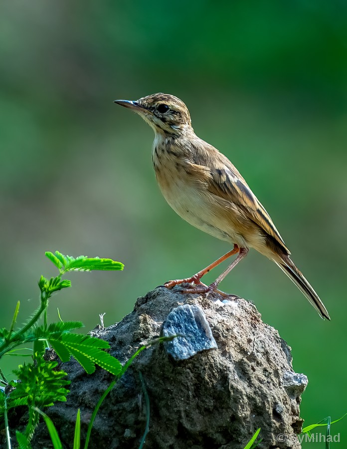 Pipit on a Rock