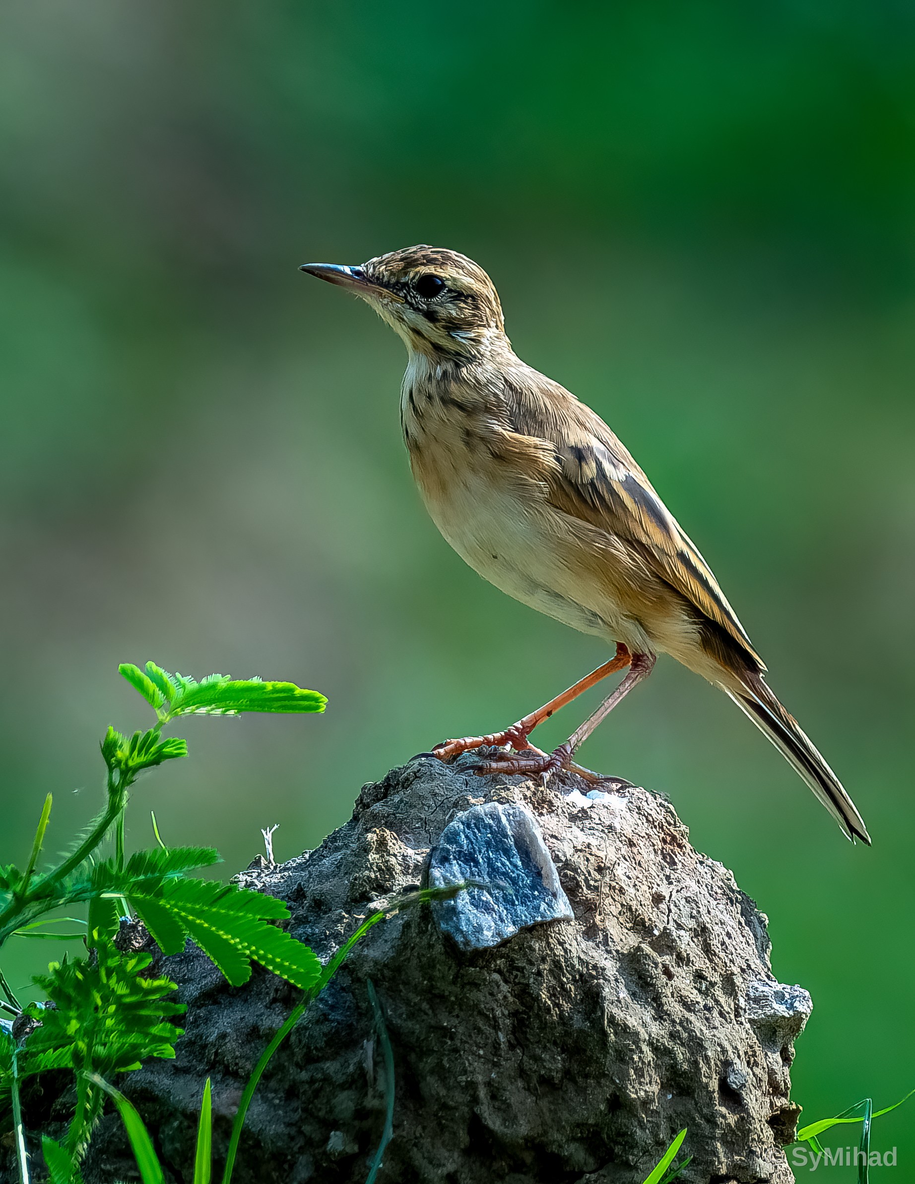 Pipit on a Rock