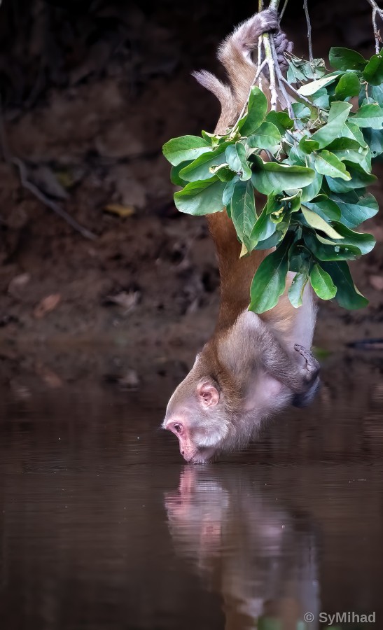 Reaching for the Reflection