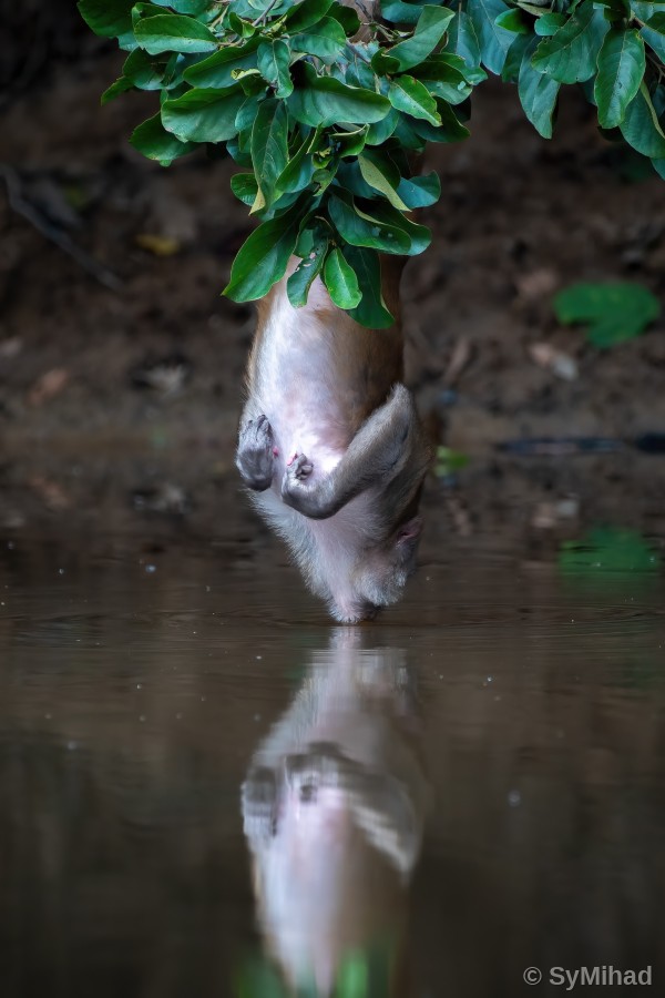 Reaching for the Reflection (front)