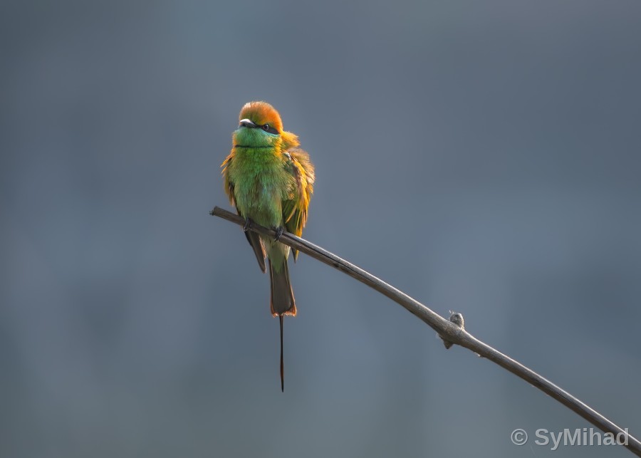 Bee-eater, Fluffed