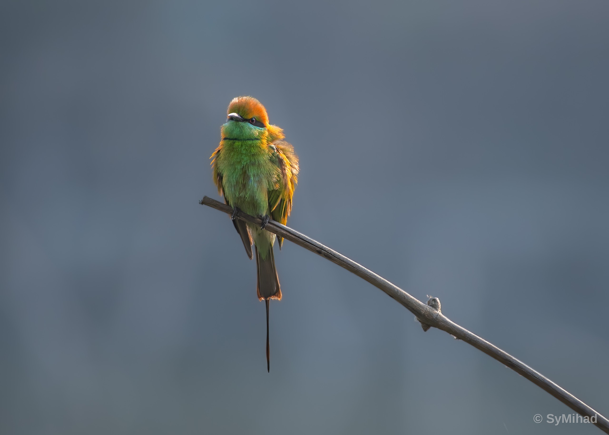 Bee-eater, Fluffed