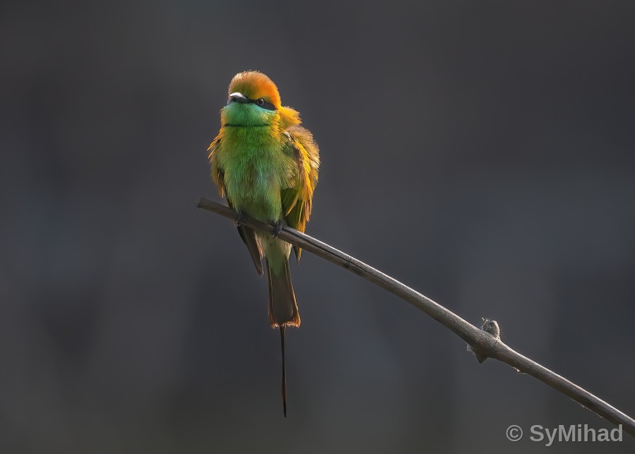 Bee-eater, Fluffed (warm light)