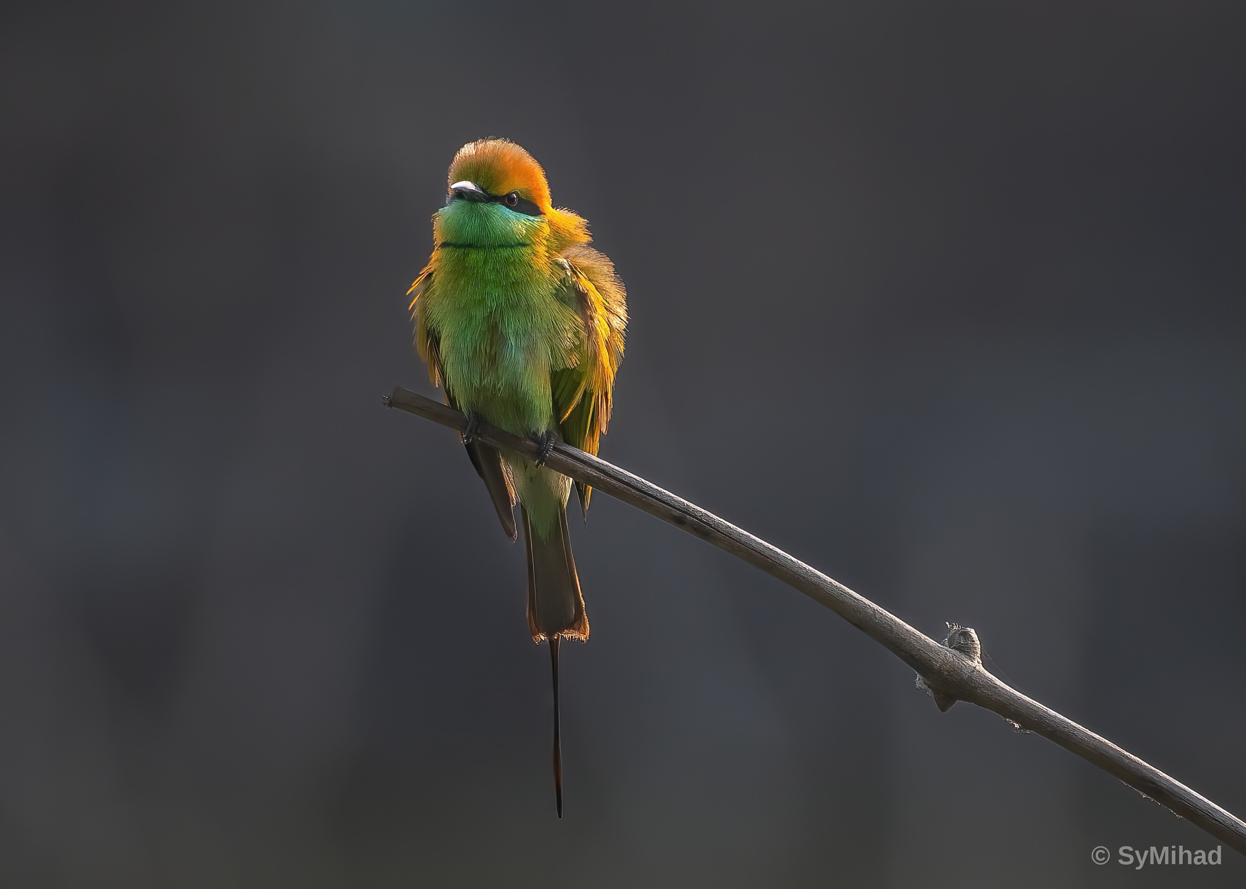 Bee-eater, Fluffed (warm light)
