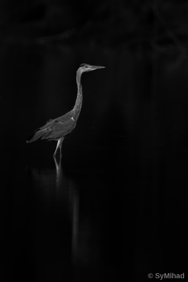 Heron in the Dark
