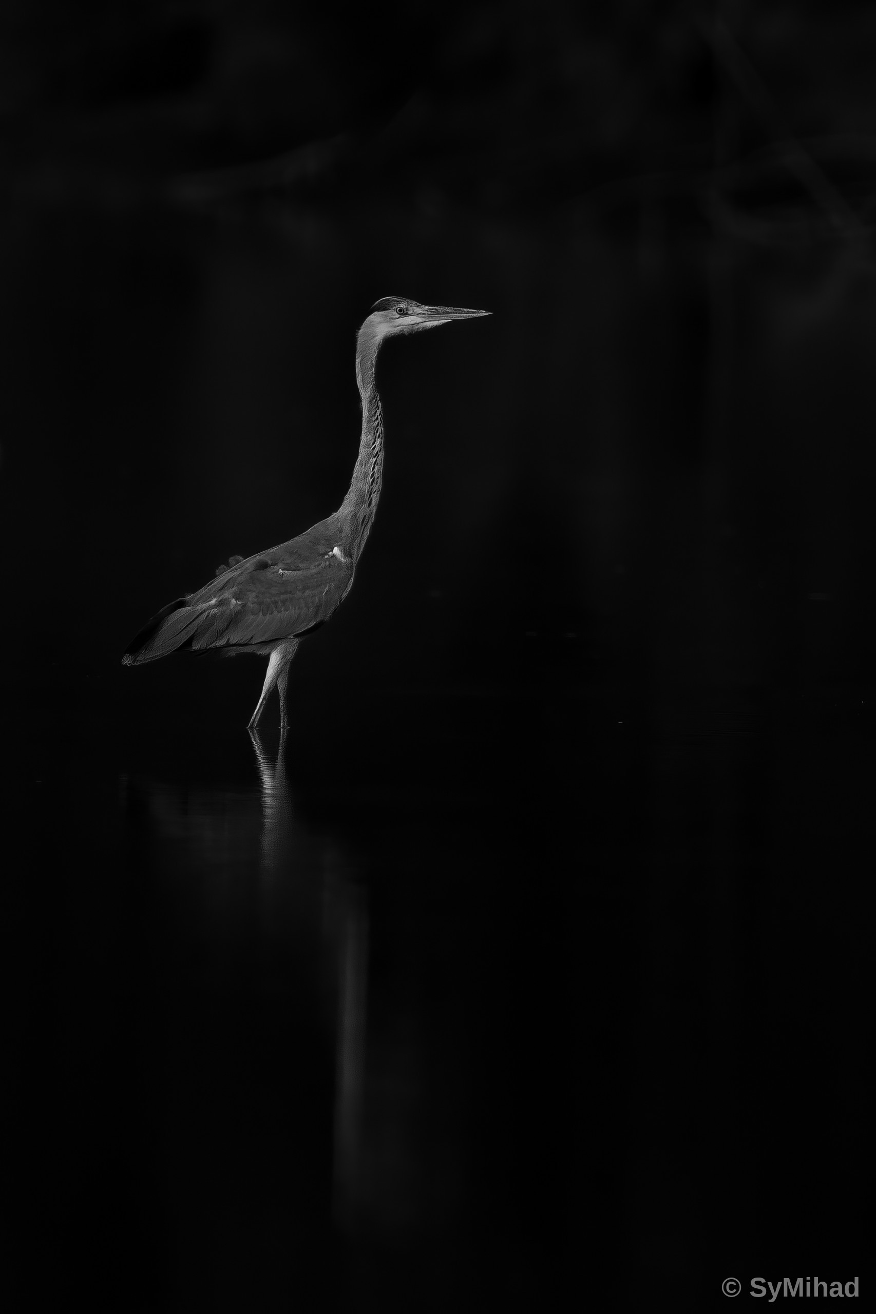 Heron in the Dark