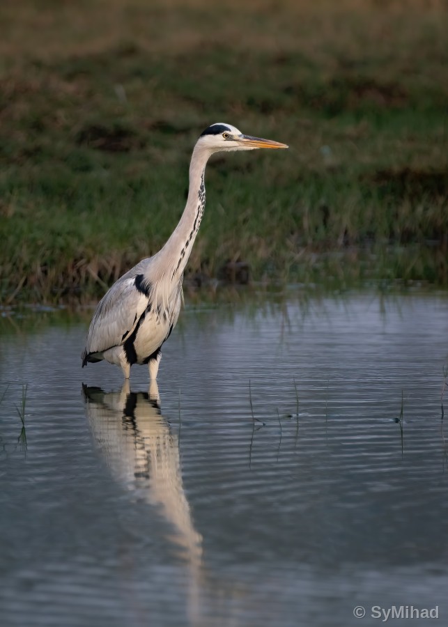 Heron in Golden Water