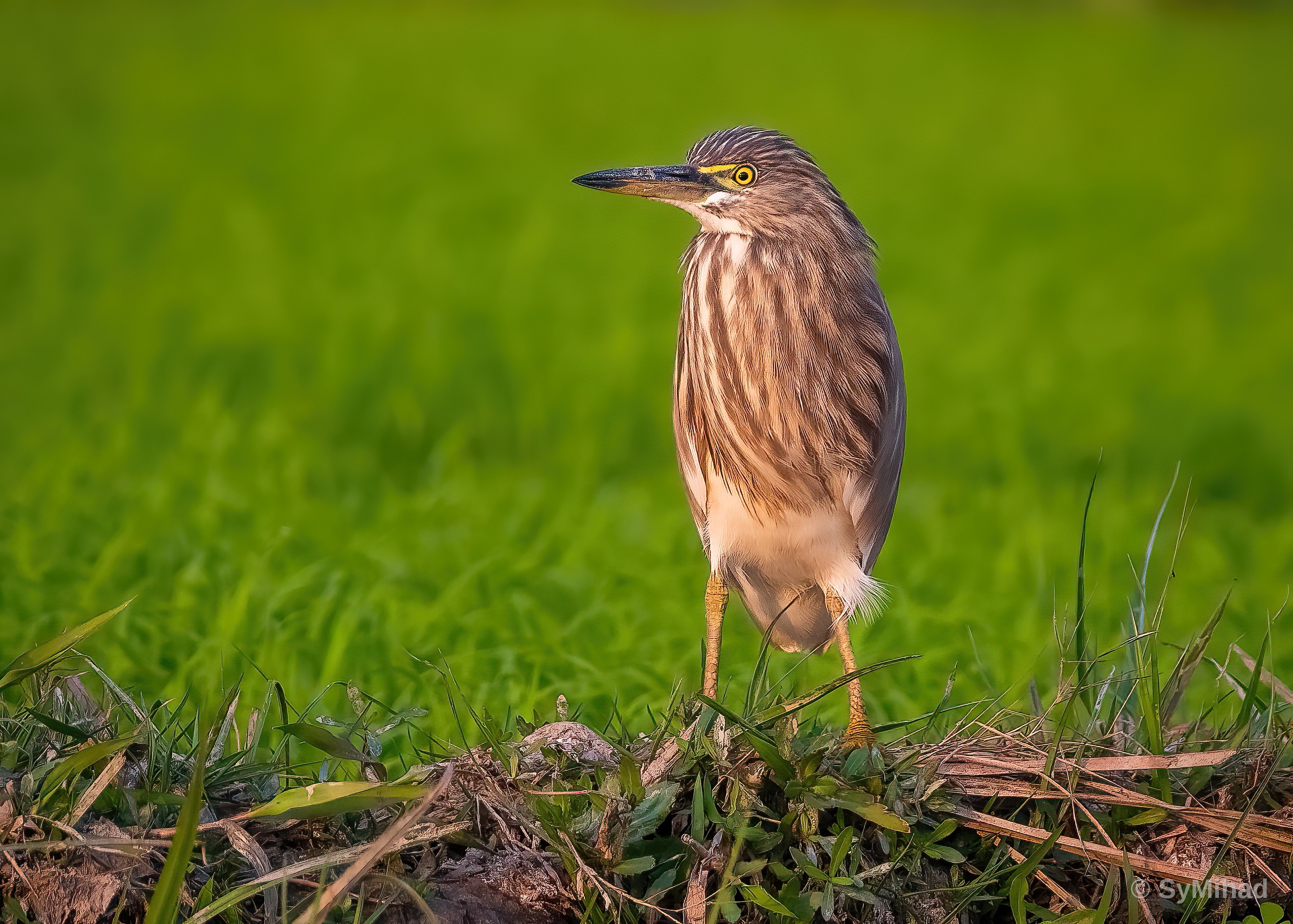 Pond Heron on the Bund