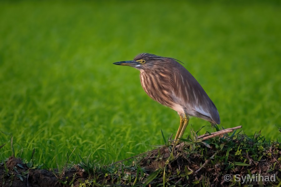 Pond Heron on the Bund (facing left)