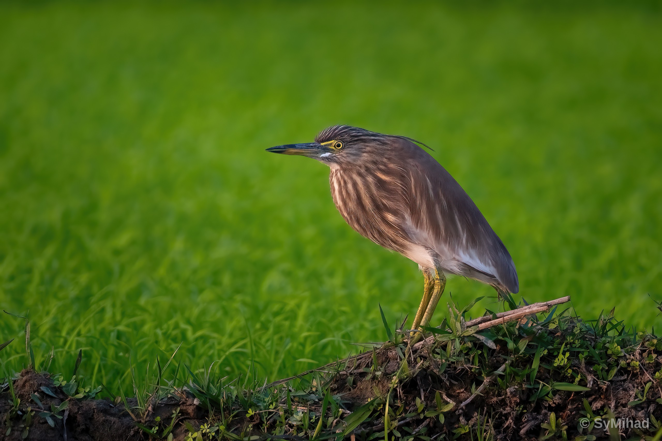 Pond Heron on the Bund (facing left)