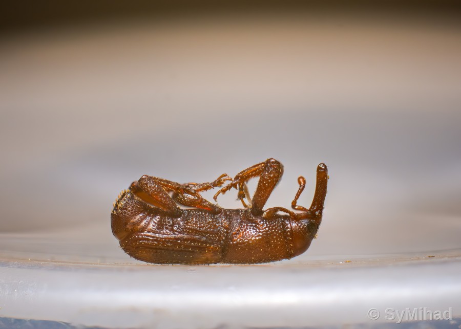 Weevil, Upended