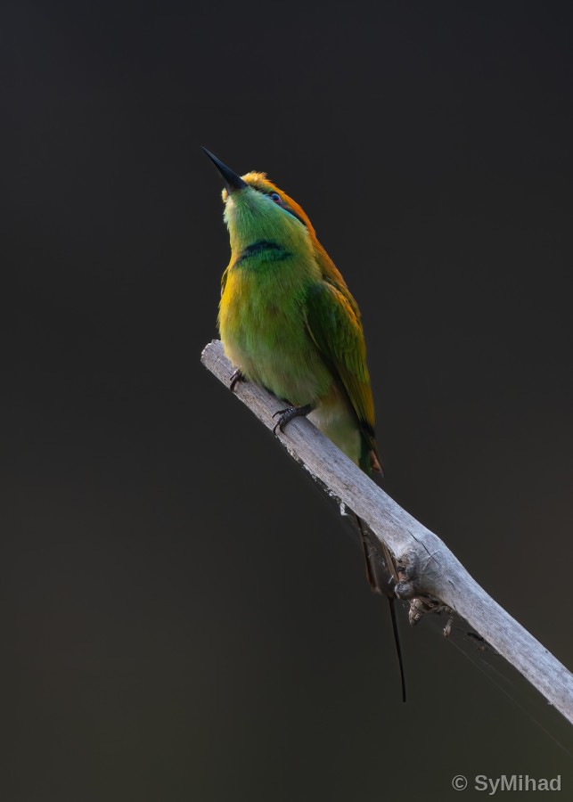 Bee-eater, Looking Up