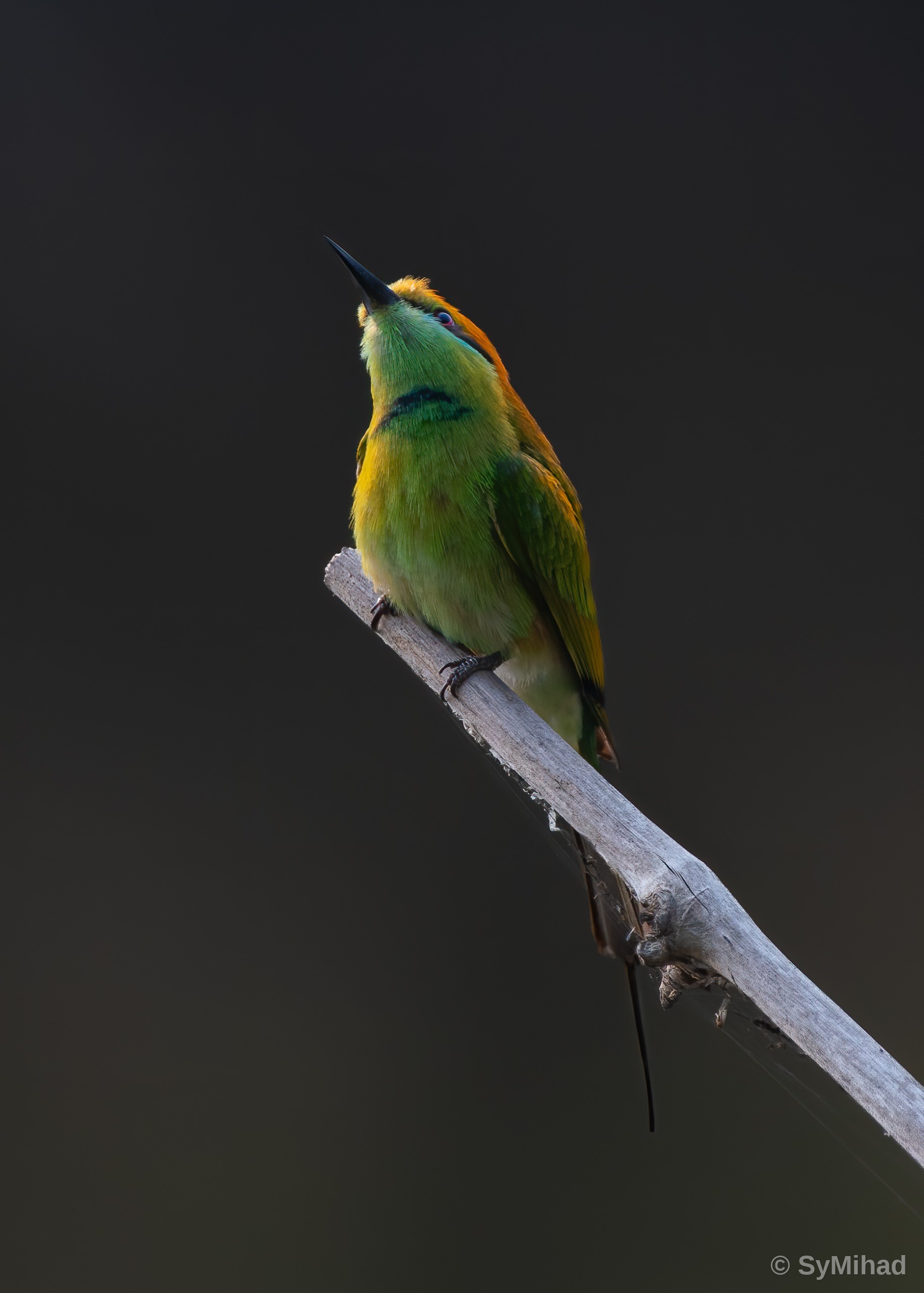 Bee-eater, Looking Up