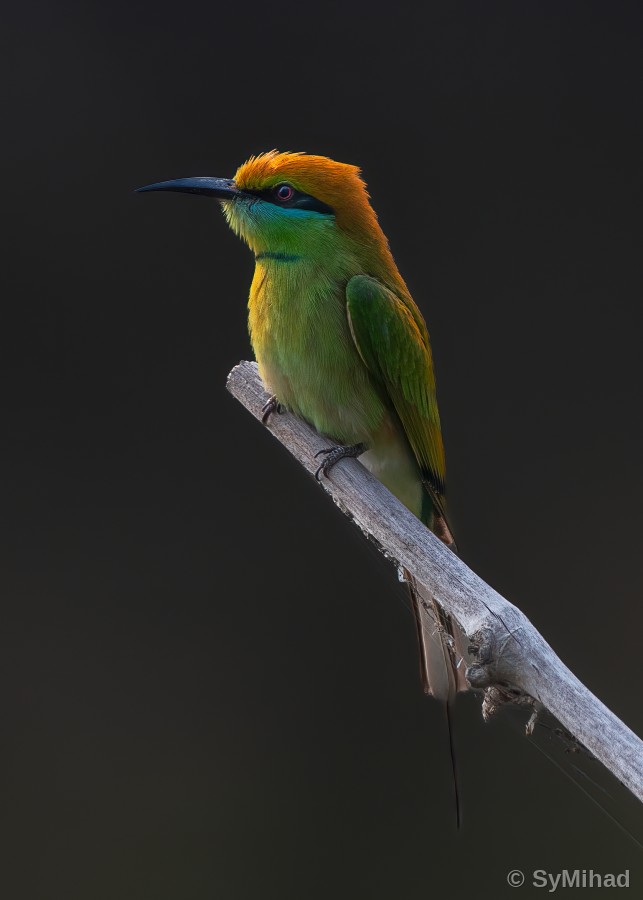 Bee-eater, Profile