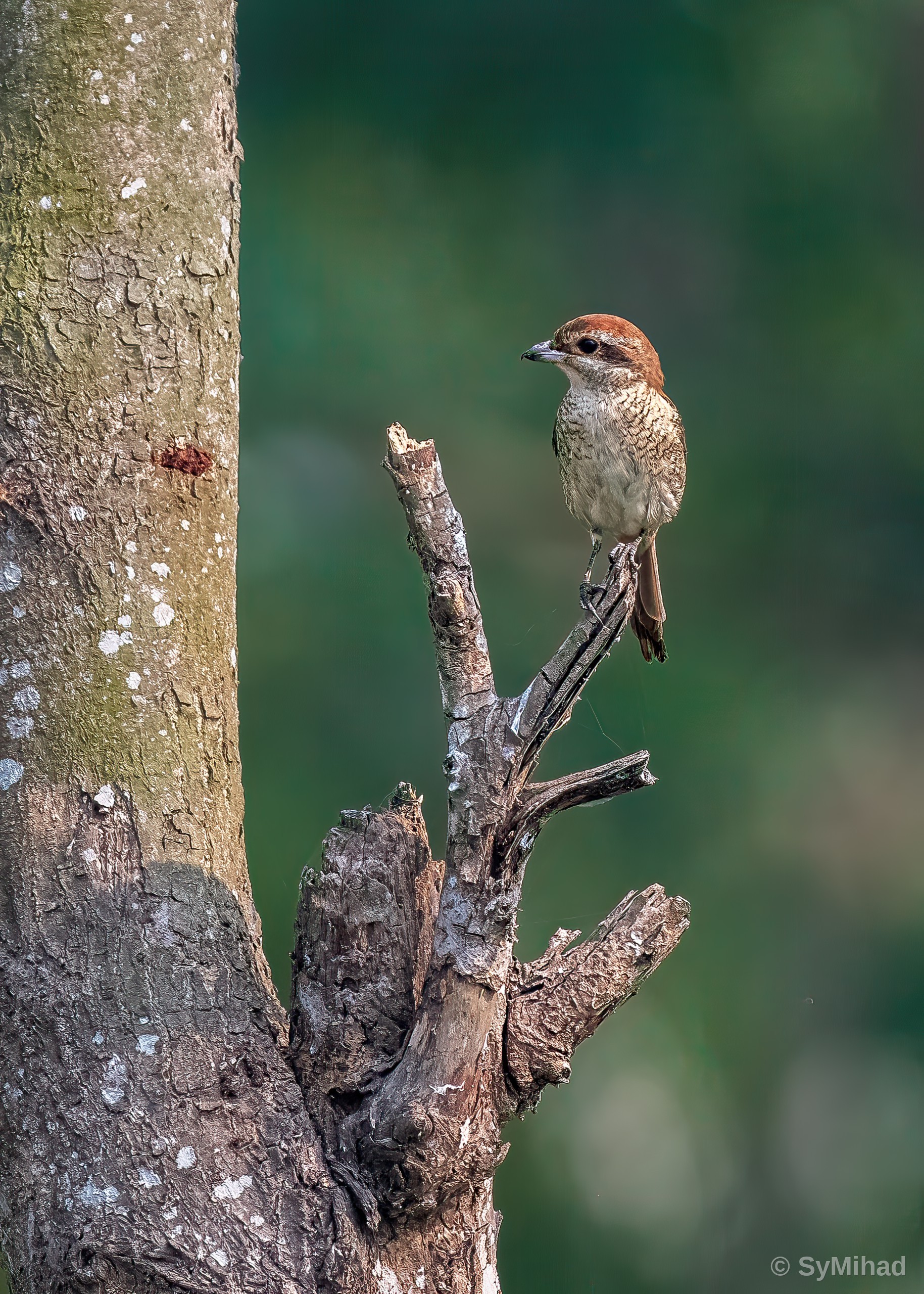 Young Shrike on a Snag