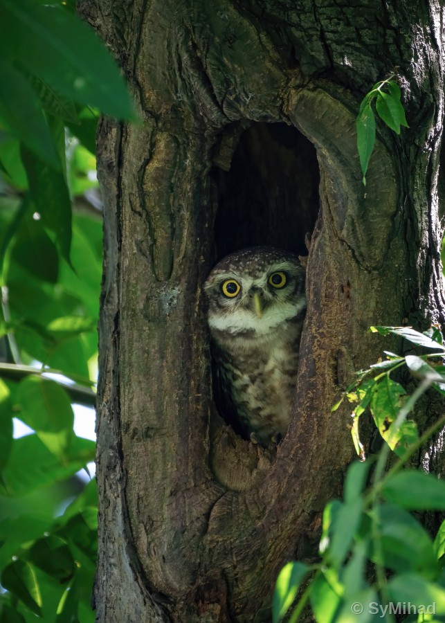 Owlet Framed in Green