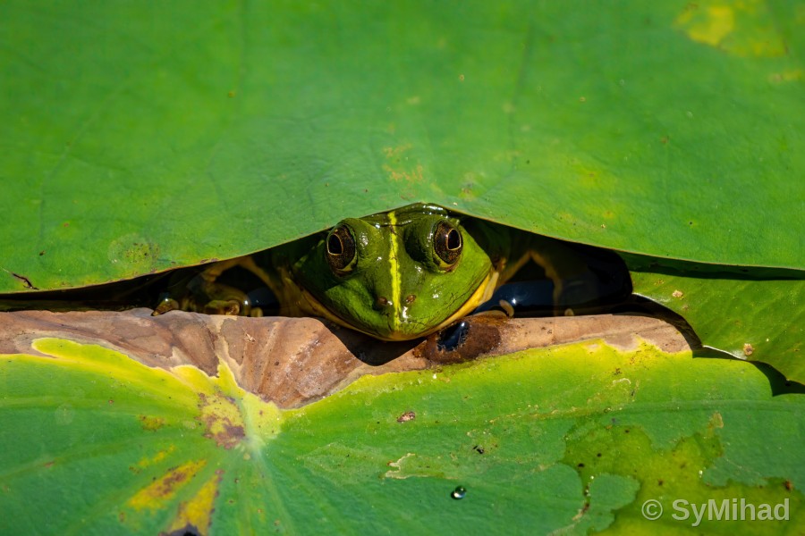 Peekaboo Frog