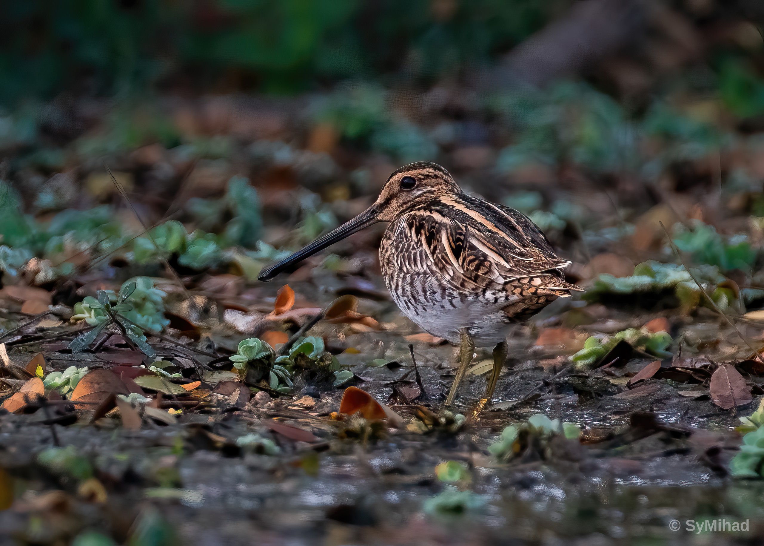 The Snipe in the Marsh
