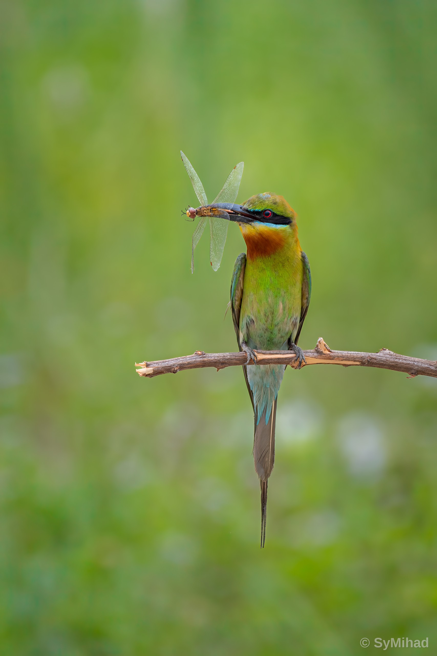 Bee-eater with a Dragonfly